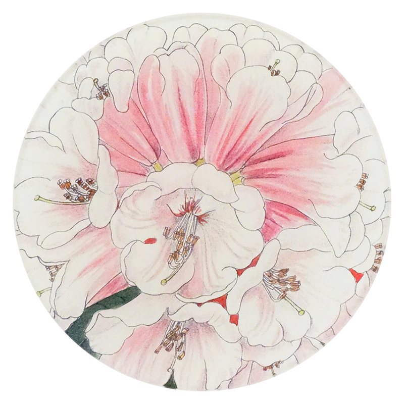 Rhododendron Fulvum