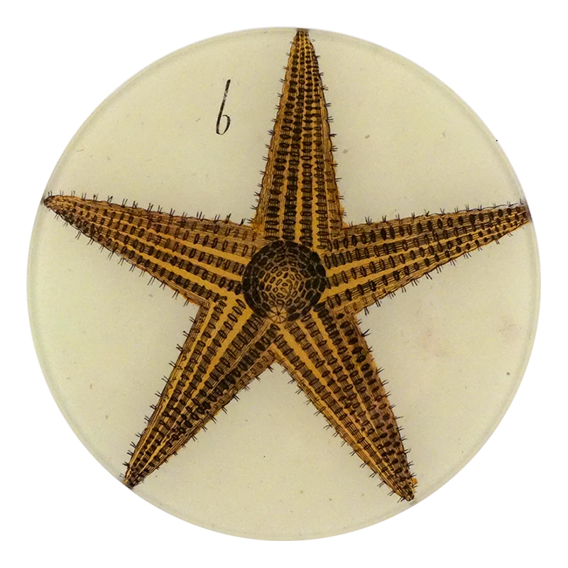 Starfish