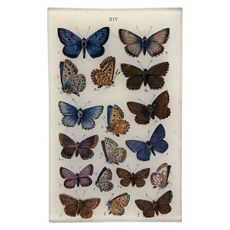 Butterflies XIV