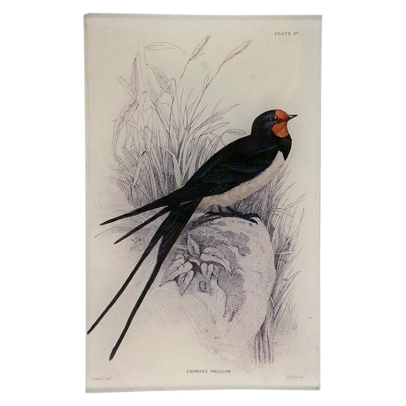 Chimney Swallow