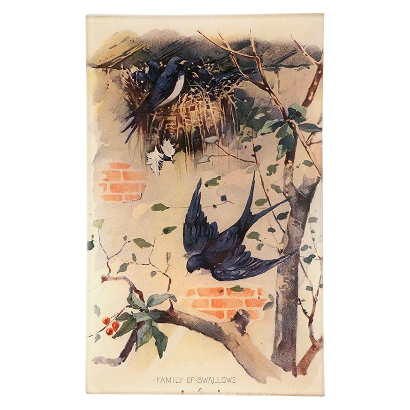 Family of Swallows