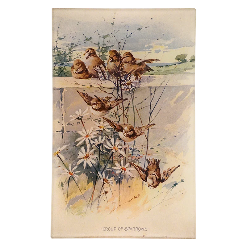 Group of Sparrows