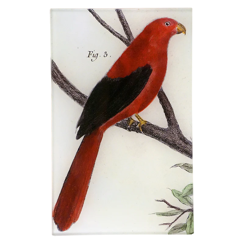 King Parrot