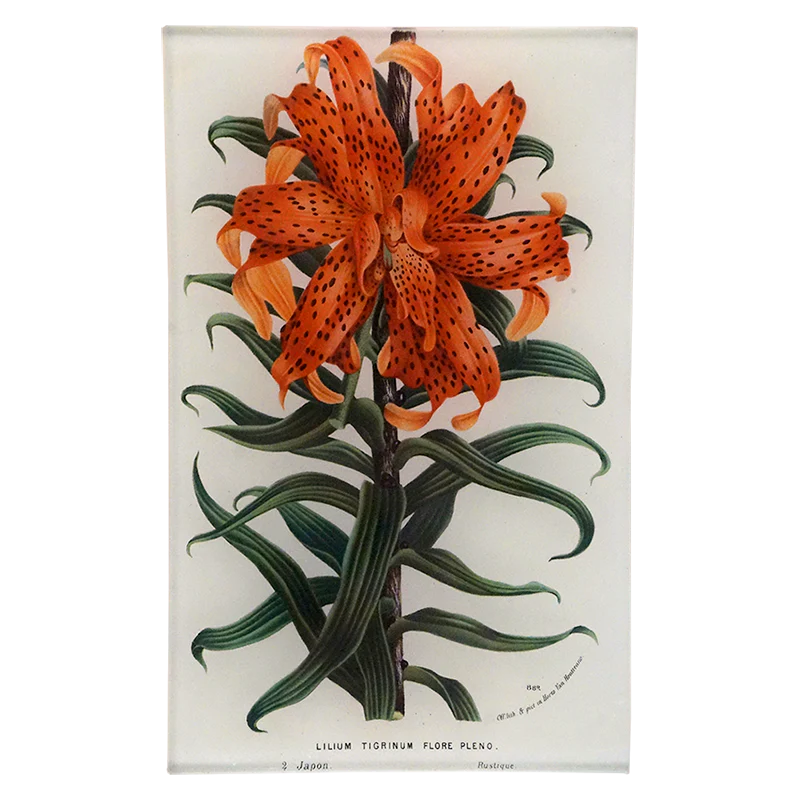 Lilium Tigrinum