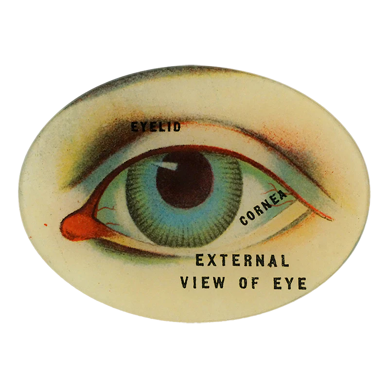 External View of Eye