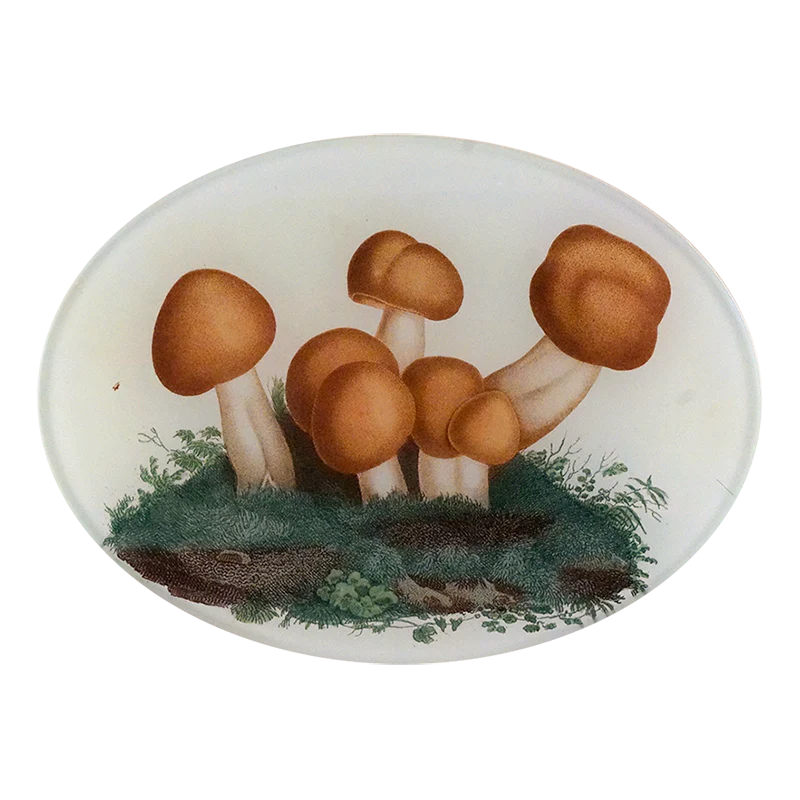 Mushrooms Fig. 4