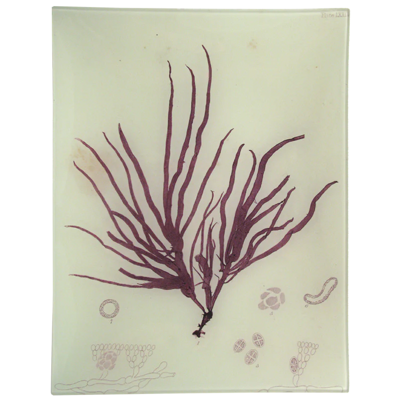 #6 Seaweed (LXXIV)