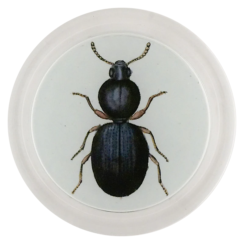 Ant-like Stone Beetle