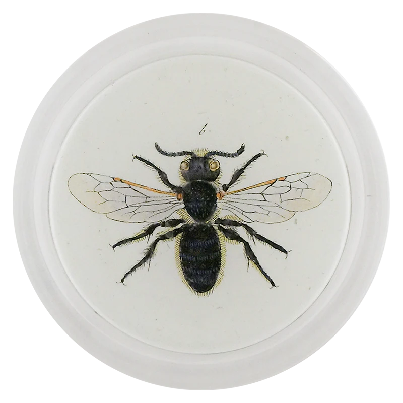 Bombas Bee (Bees & Wasps)