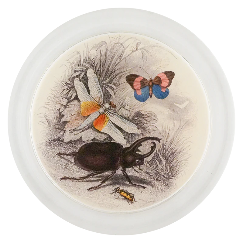 Butterflies with Beetle (Entomology)