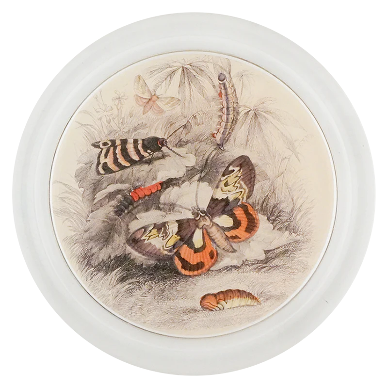 Butterflies with Insects (Entomology)
