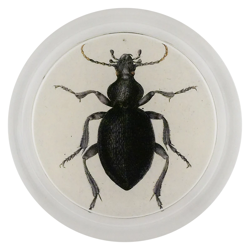 Carabus Feabrofus Ground Beetle