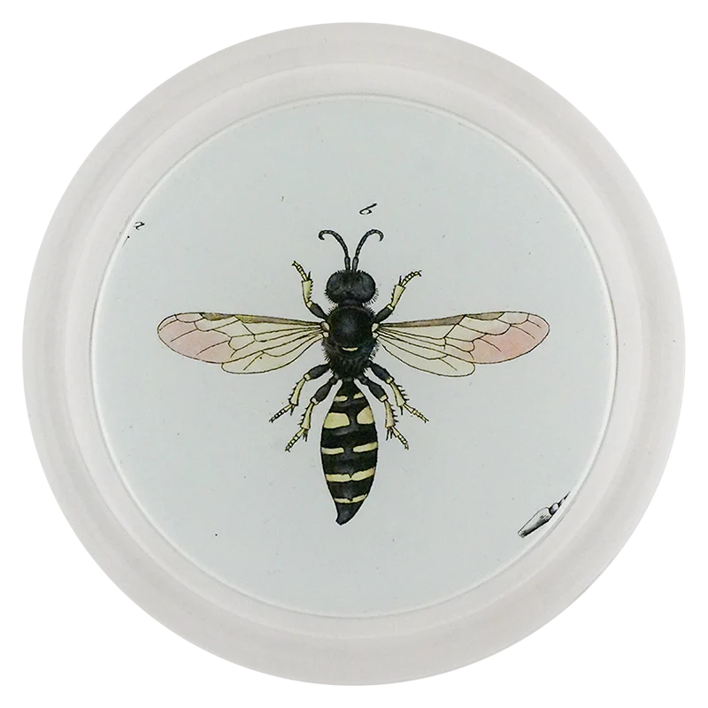 Female Square Headed Wasp (Bees & Wasps)