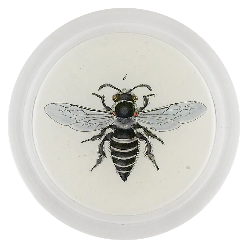 Heather Mining Bee (Bees & Wasps)
