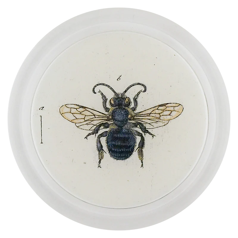 Leaf Cutting Bee (Bees & Wasps)