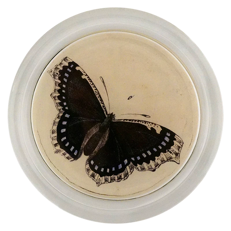 Mourning Cloak Butterfly