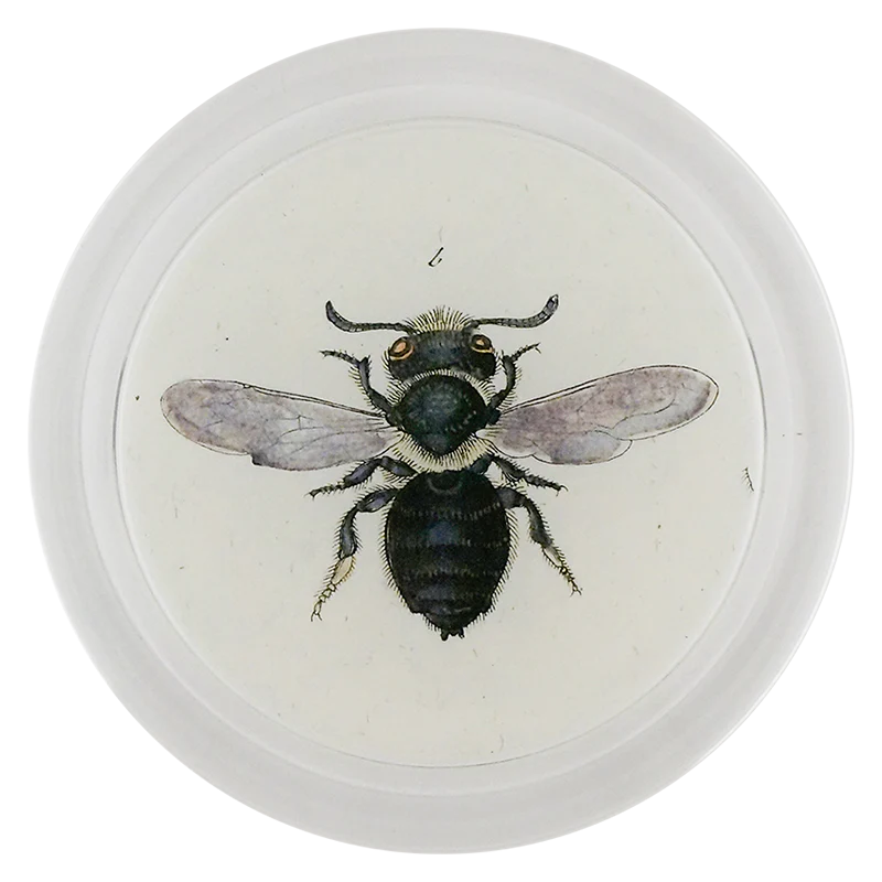 Poppy Mason Bee (Bees & Wasps)