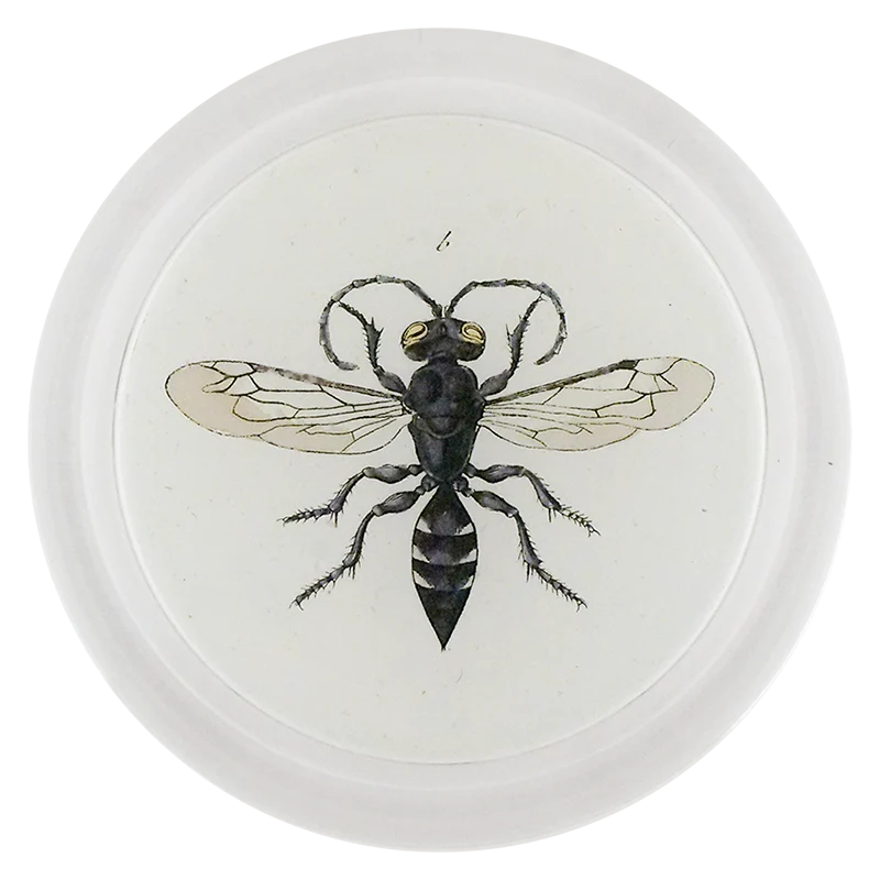Potter Wasp (Bees & Wasps)