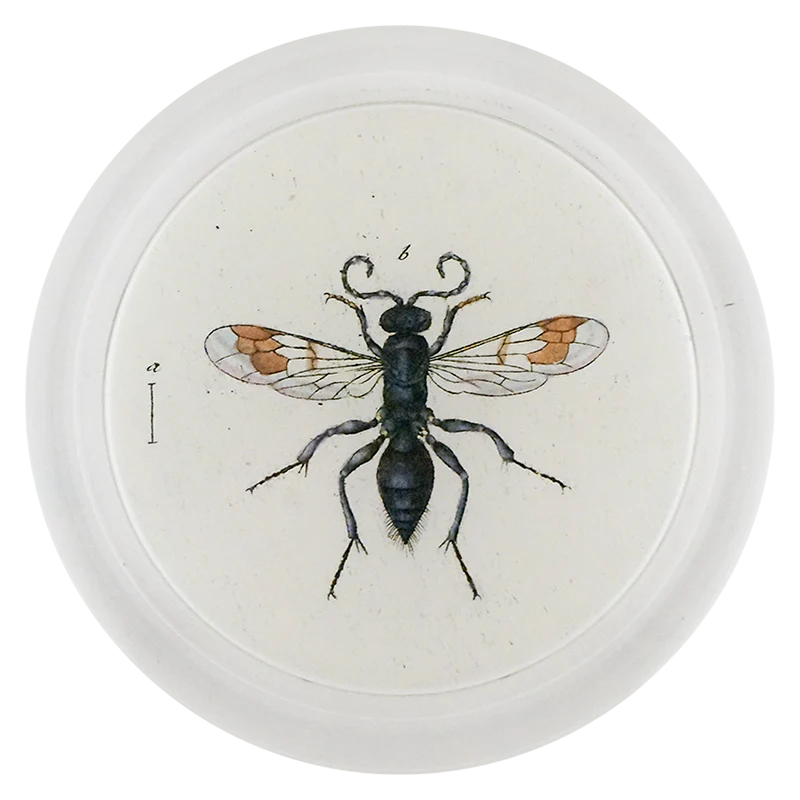 Spider Wasp (Bees & Wasps)