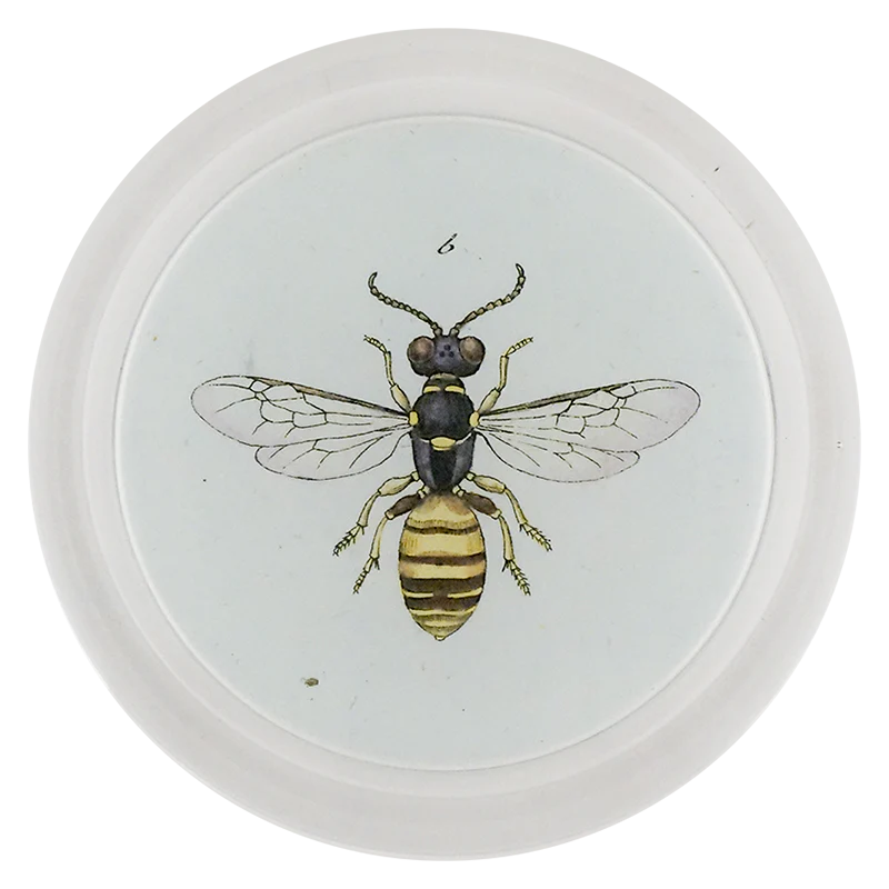 Square Headed Wasp (Bees & Wasps)