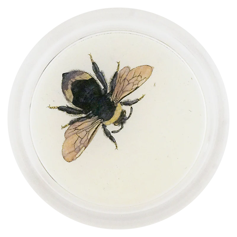 Summer Bee (Bees & Wasps)