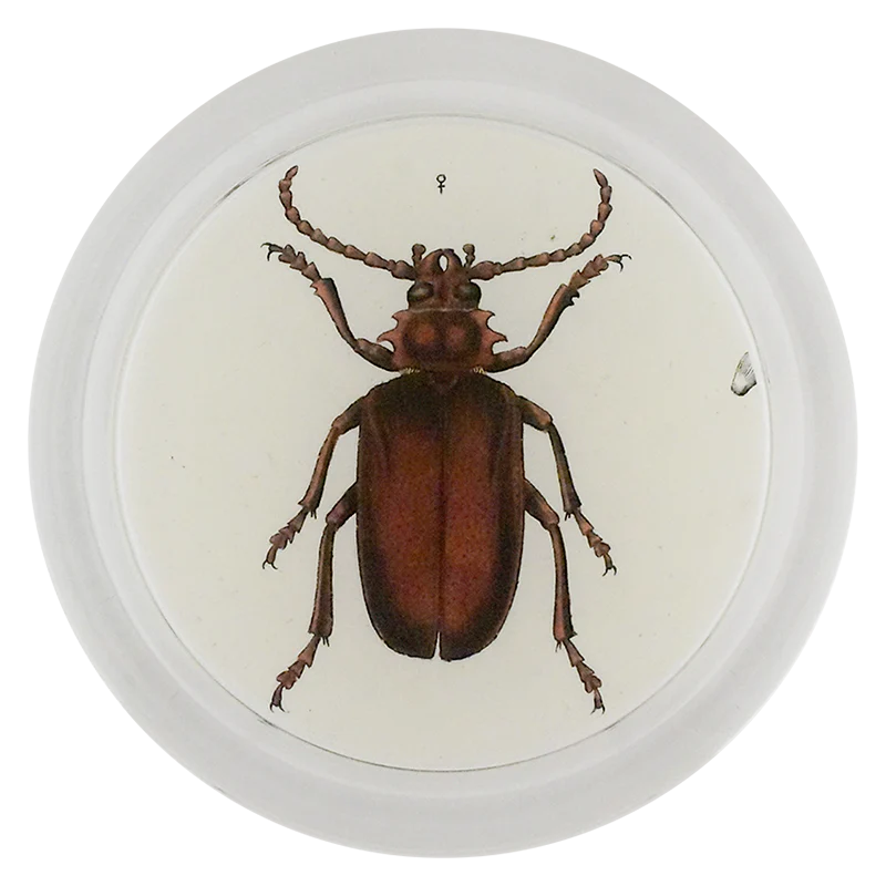 Tanner Beetle