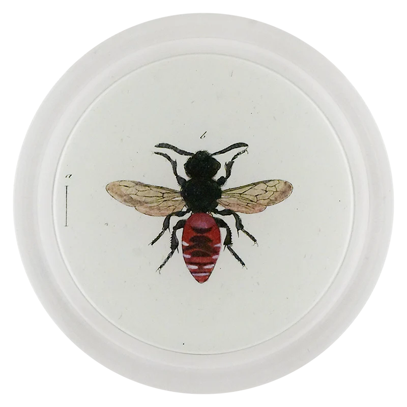 Variegated Cuckoo Bee (Bees & Wasps)