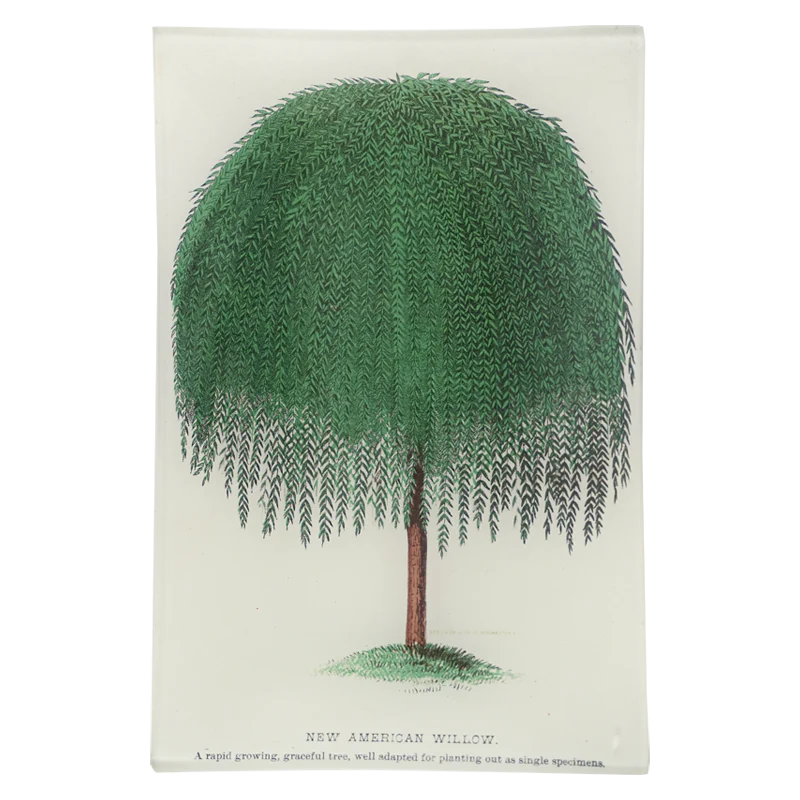 Arbor - New American Willow