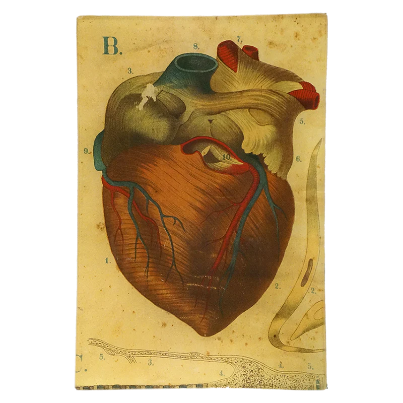 Heart