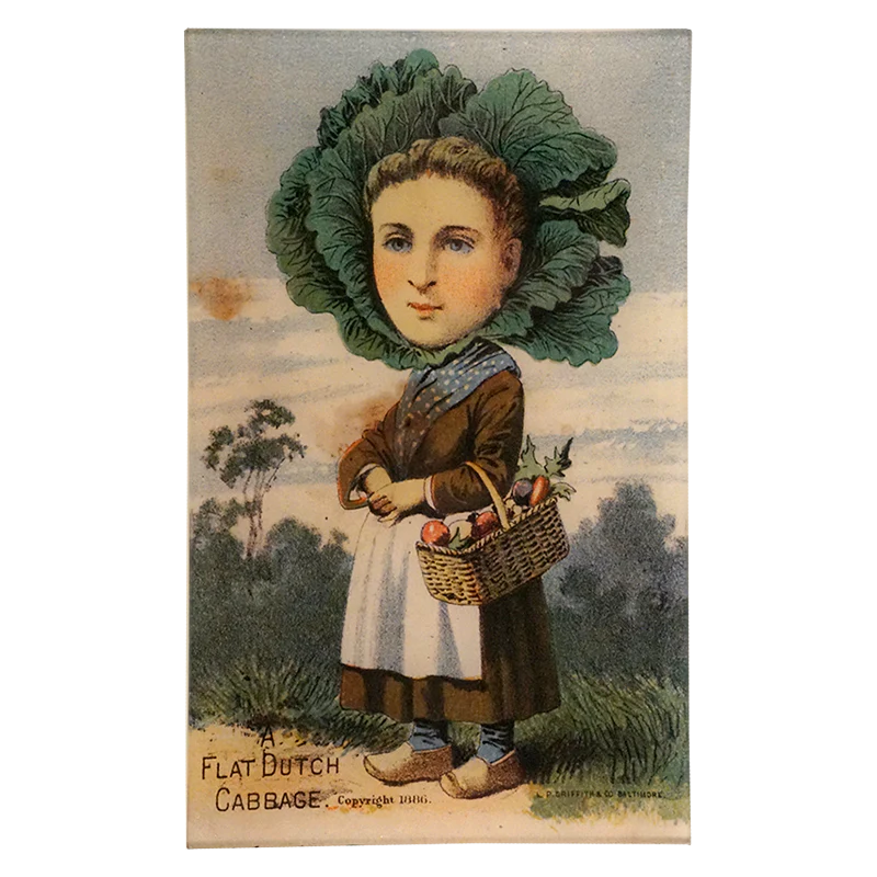 A Flat Dutch Cabbage