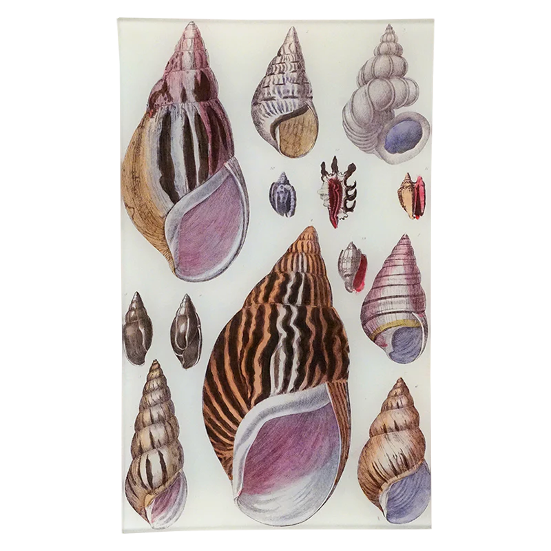 Agate Shells