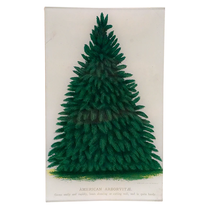 American Arborvitae