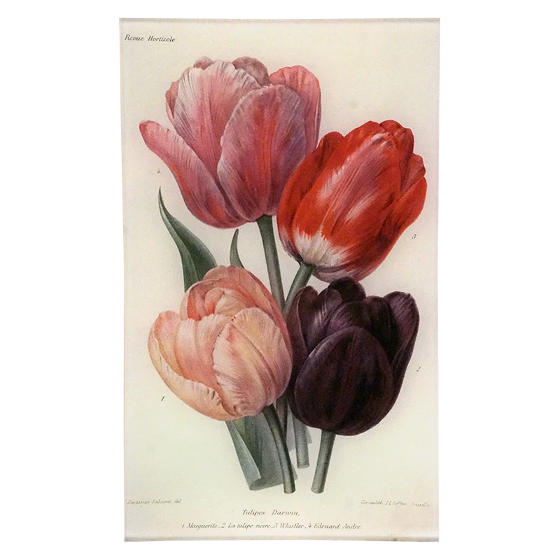 Darwin Tulips