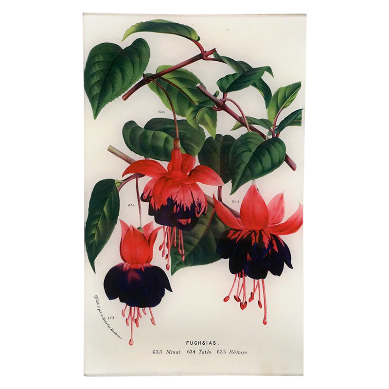 Fuchsias 633