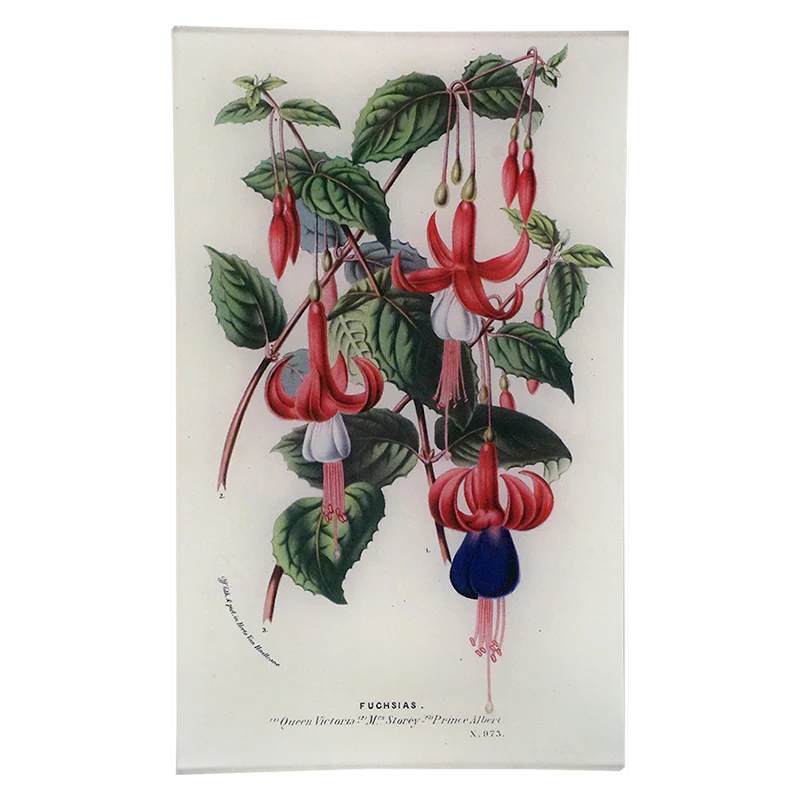 Fuchsias 973