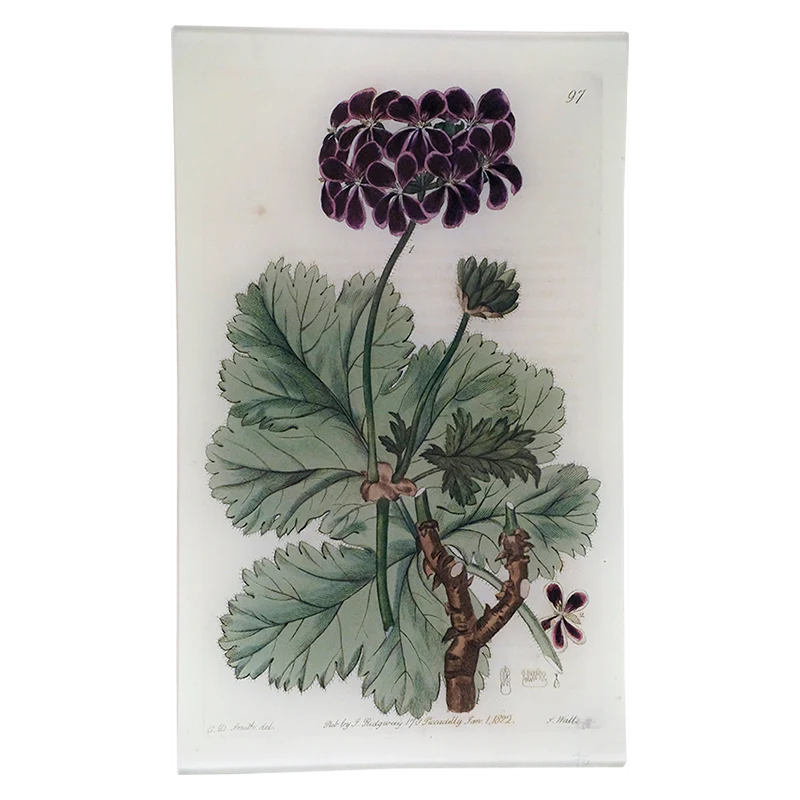 Purple Geranium