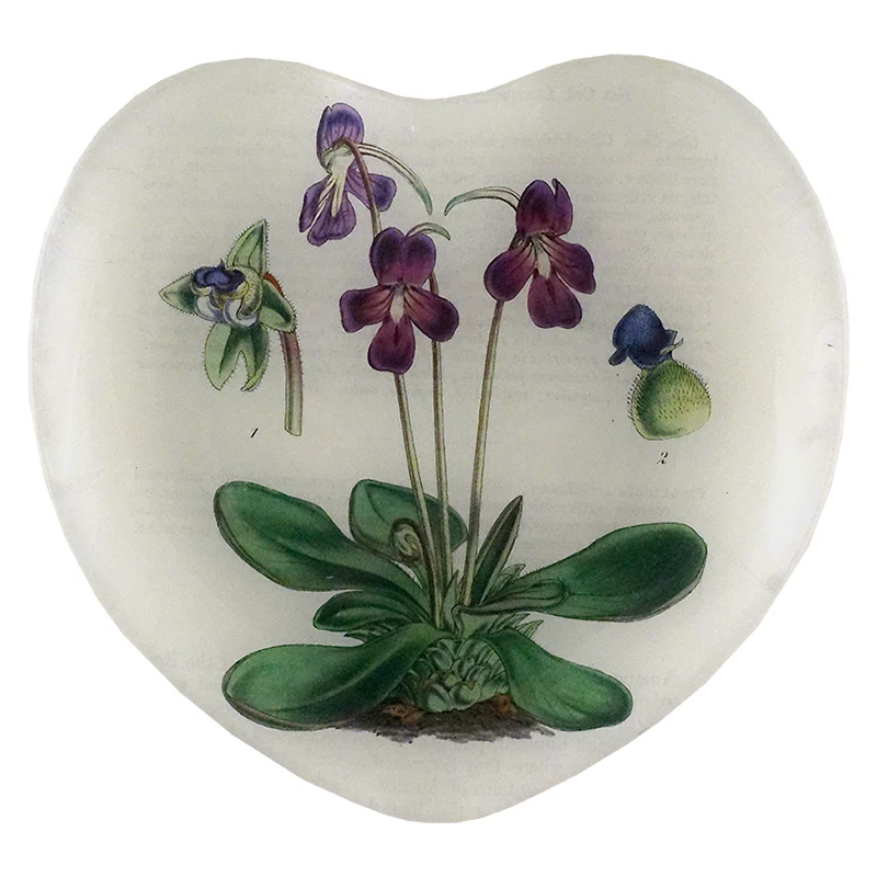 Common Butterwort