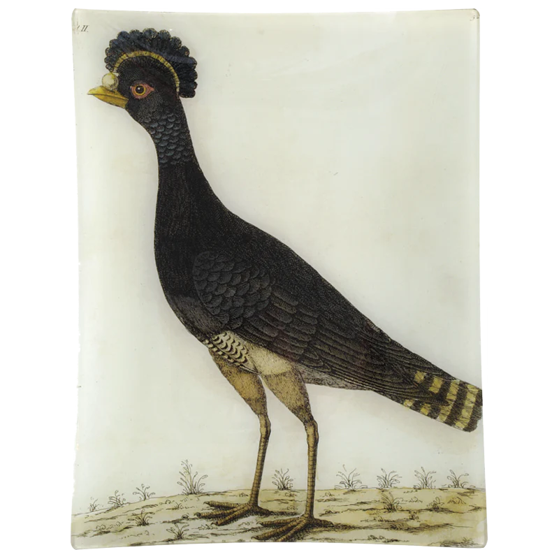 #9 - Carabon Hen