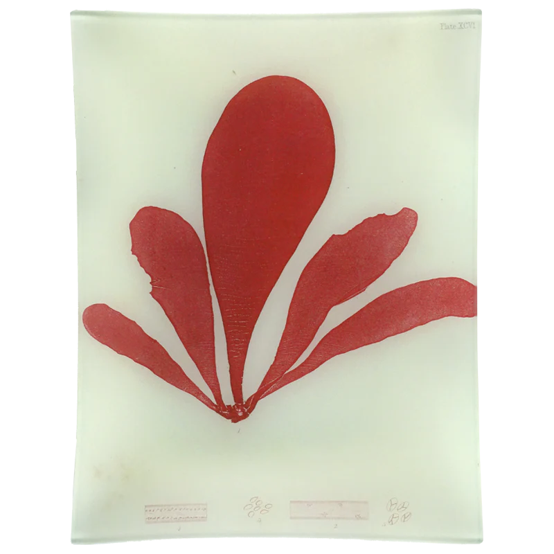 #9 Seaweed (XCVI)