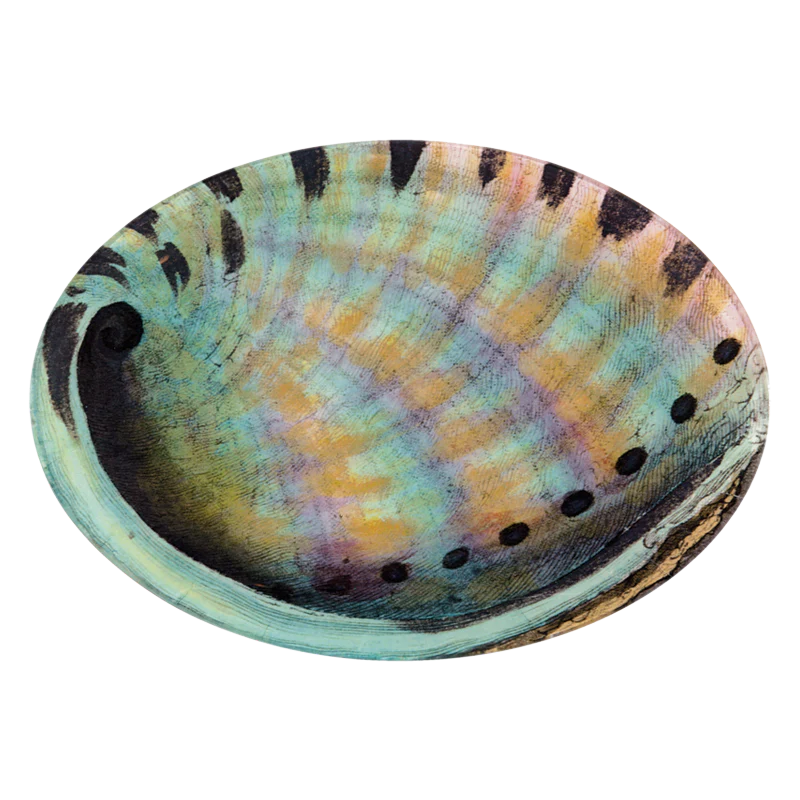 Abalone (Inside)