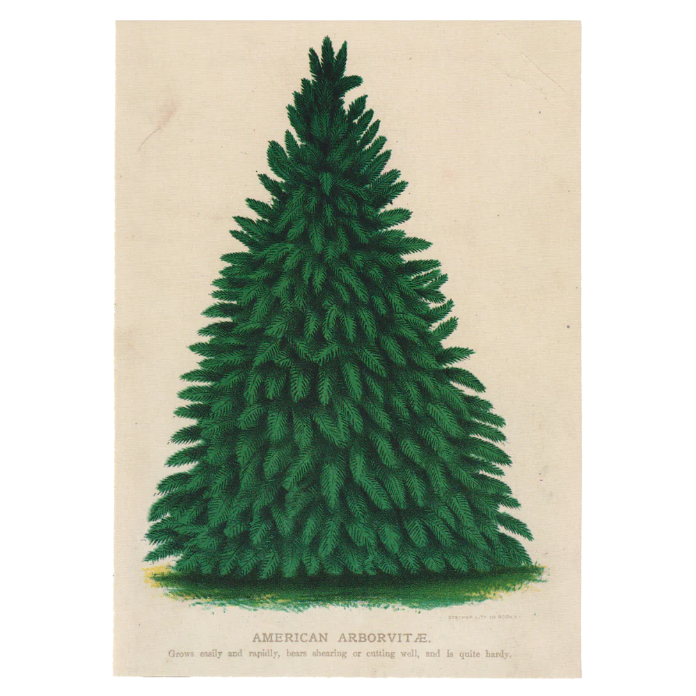 American Arborvitae