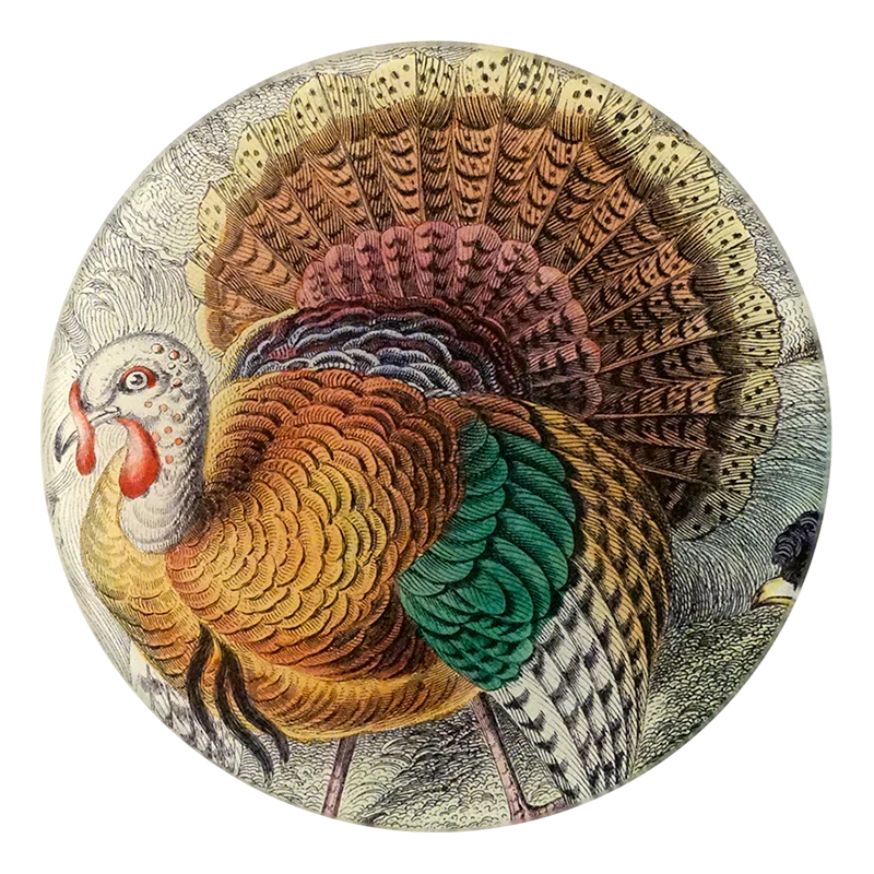 American Wild Turkey