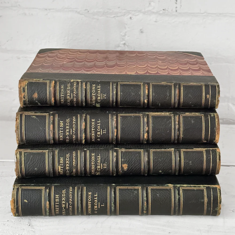 Antique 4-Volume Set: British Seaweeds by Henry Bradbury (1859) - Image 4