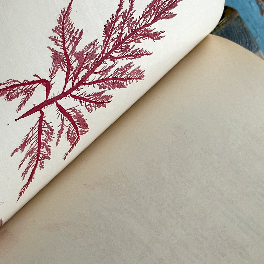 Antique 4-Volume Set: British Seaweeds by Henry Bradbury (1859) - Image 5