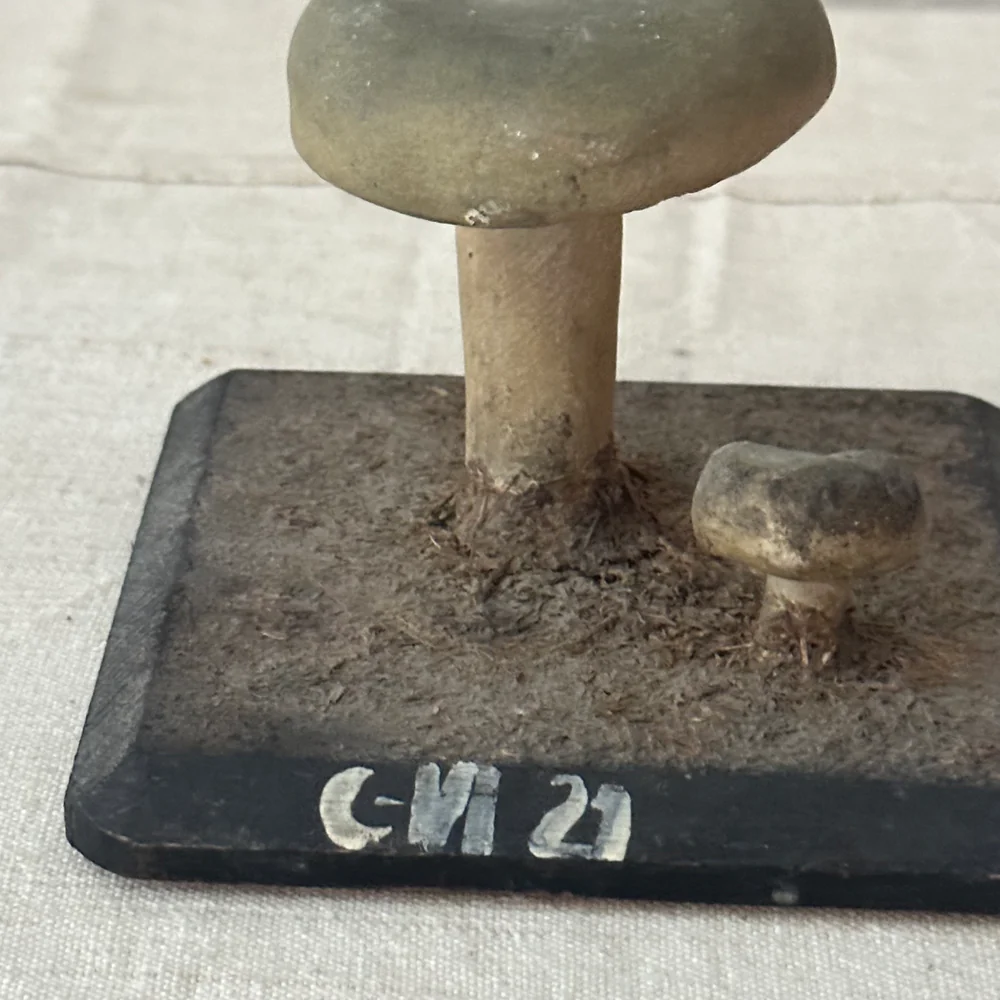 Antique Mushroom Model #5 - Image 3