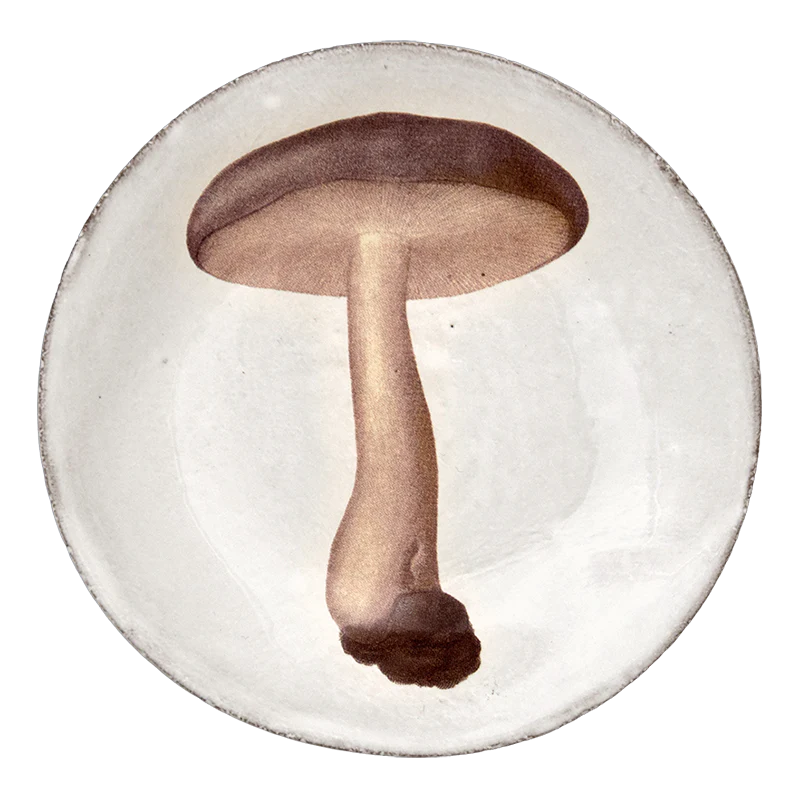 Agaric Nebuleux Plate