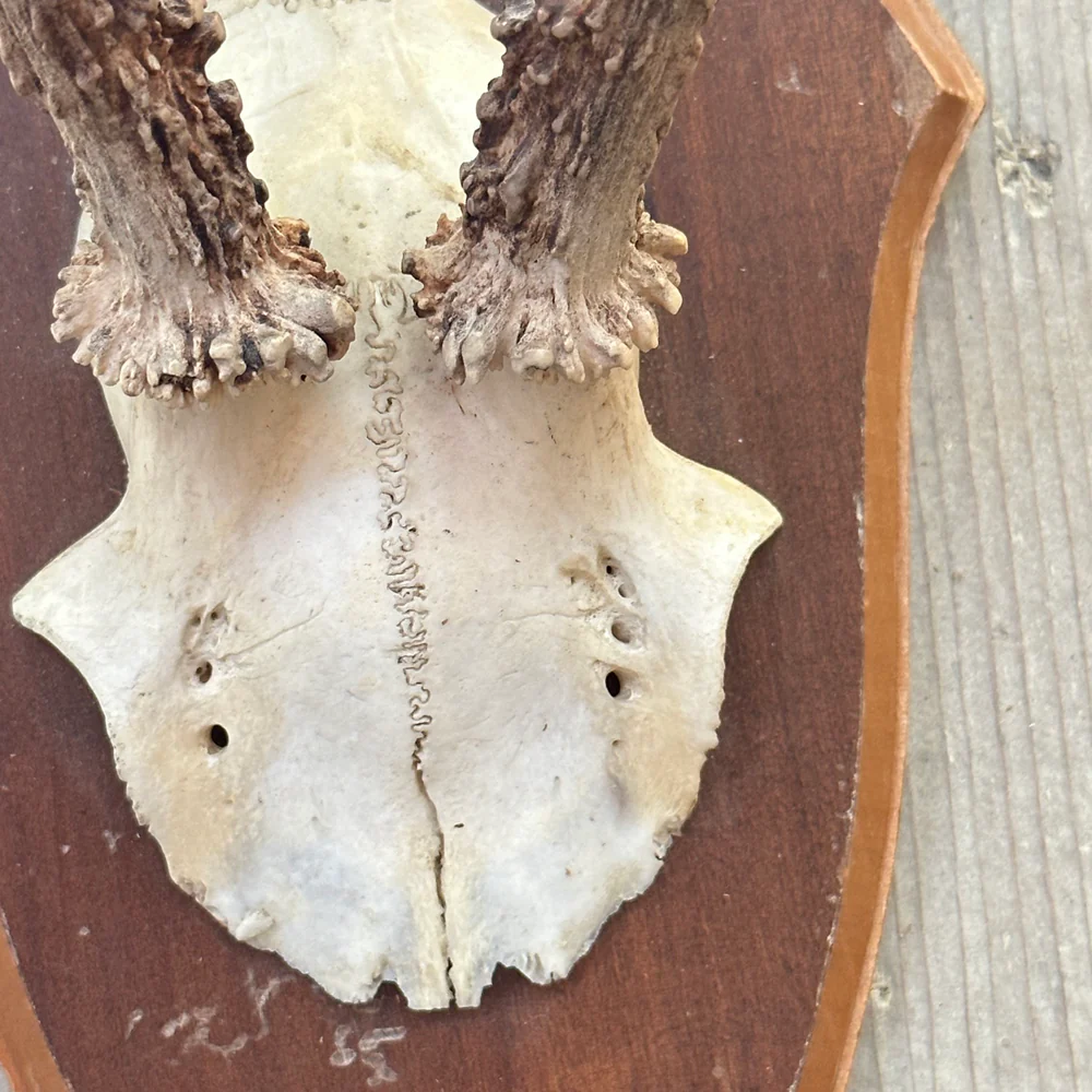 Black Forest Antlers on Plaque (#545) - Image 3