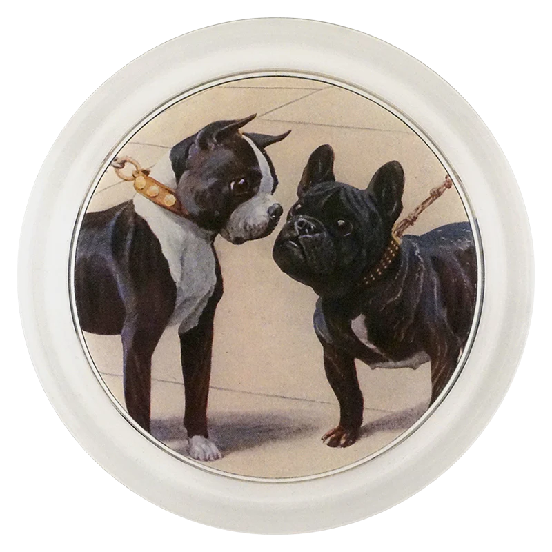 Boston Terrier & French Bull Dog