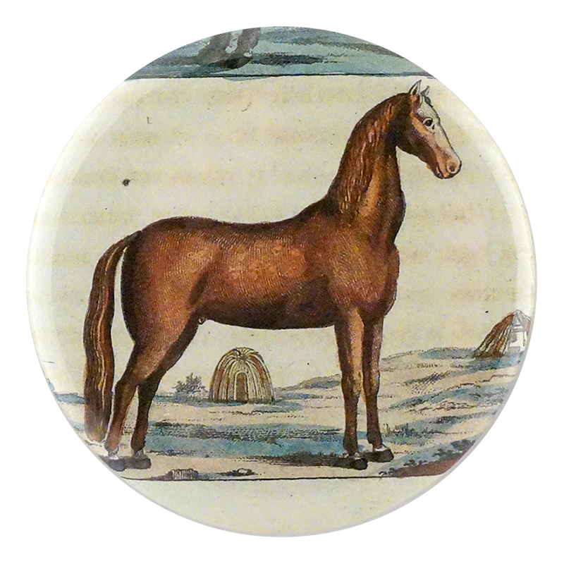 Brown Horse 5
