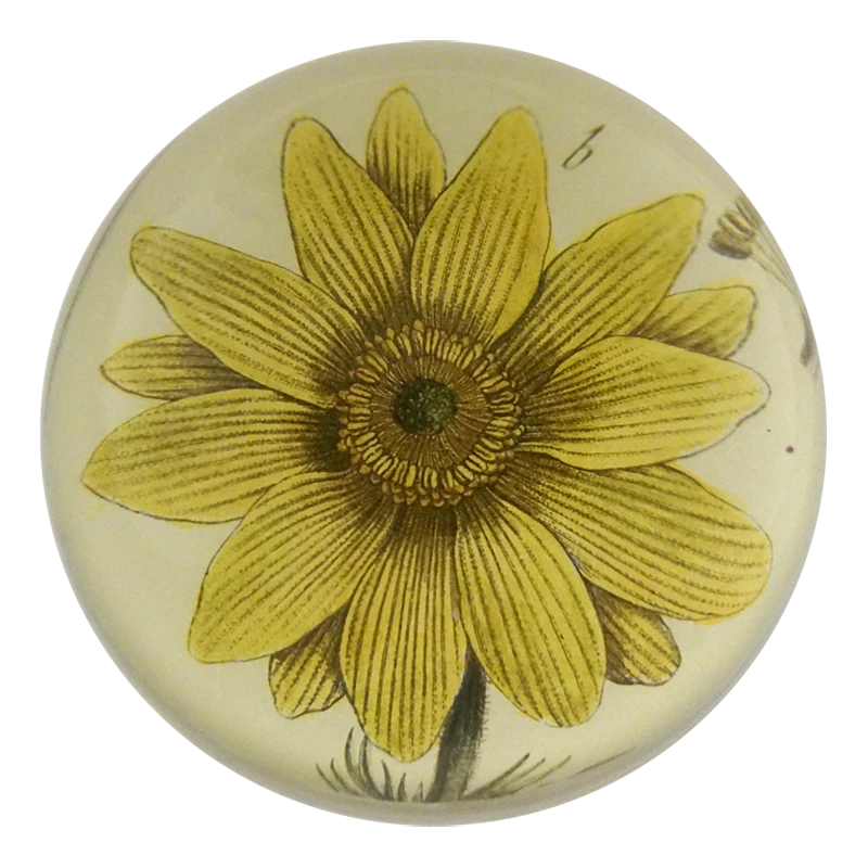 Adonis Vernatis